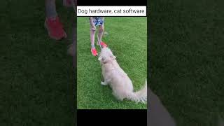 Dog hardware, cat software #cat #catzdogzworldchannel #hilariousfails #funny #entertaininganimals