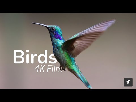 Birds 4K - Deep Focus AI Music (calming music)
