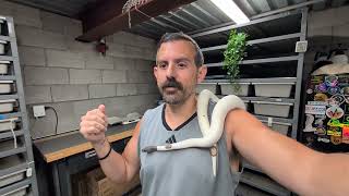 This Is The LAST Adult Ball Python I'll EVER Sell! TSRR 199