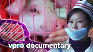 How DNA dreams become reality at BGI in China - Docu