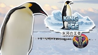 皇帝ペンギン  | 動物ドキュメンタリー