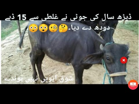 Very funny recording.ڈیڑھ سال کی جوٹی نے غلطی سے 15 ڈبے دودھ دے دیا 😆