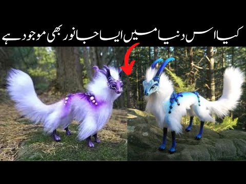 Rare animals caught on camera