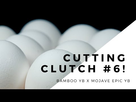Cutting clutch #6 - Bamboo Yellowbelly x Mojave Epic Yellowbelly