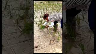 farmer #farming #viral #horser #camera #funny #iphone #comedy #video #horse