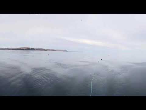 Diving in Adelaide