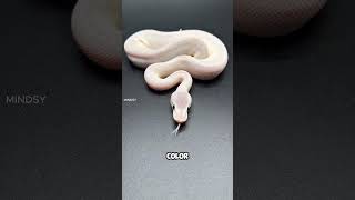 So Beautiful That Survival Became a Curse Albino Python!