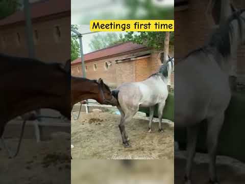 Animals facts and feelings 🥰#animals #shorts