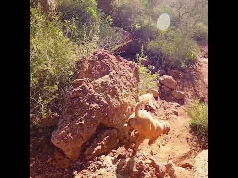 Best Dog Hiking Companion-Golden Doodle #goldendoodle #arizona #hiking