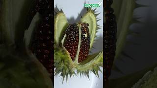 Datura Benefits Will Shock You #health #goodlife #weightloss #cancer