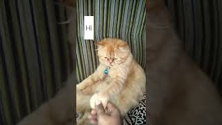 Most Relaxed cat you ever seen #catproblems