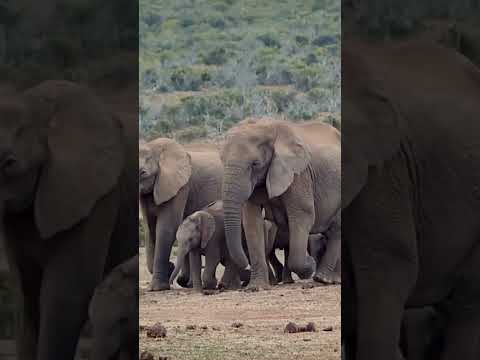 Free Elephants, Save Nature #Vantara #SaveElephants #anantdadadt #anantambanidt