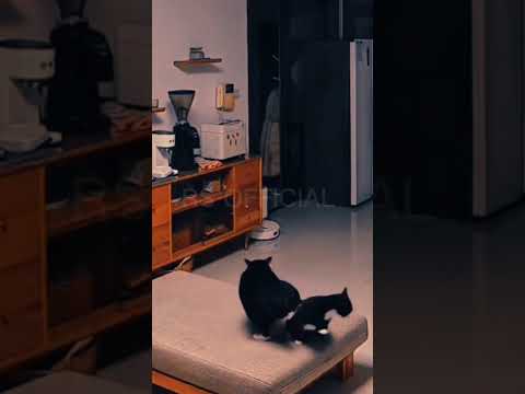 Mischievous cat! 😹 Its adorable and playful antics will make you laugh out loud! 🐱😂