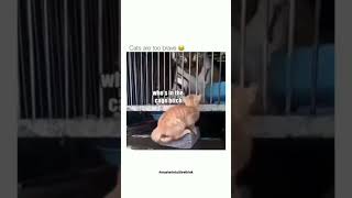 Cats Dubbed Human Voiceover Interacts with Other Animals #tiktok #cat #viral #funnyvideo