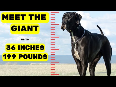 The Great Dane: History of the Gentle Giant