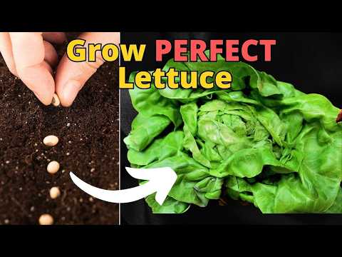 Grow the PERFECT Lettuce at Home! EVERYTIME! Gardening TIPS