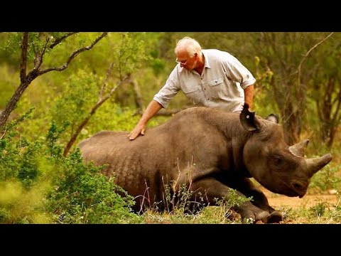 Guardians of the Wild: Unveiling Wildlife Conservation | #EndangeredSpeciesProtection 🌿