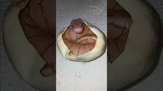 Pinstripe Ultramel 🥰😍🤗🤗#ballpython #ballpythonsnake #python#Ultramel #ballpythonsofinstagram