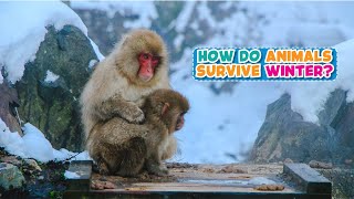 Primary 1 February 2025 | How Do Animals Survive Winter | Brainfeed TV