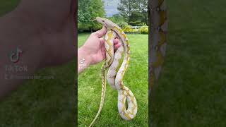 Amazing Renick Ghost Reticulated Python