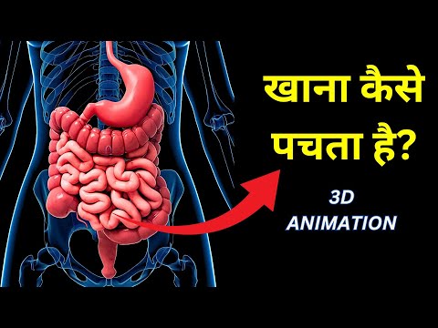 Khana Kaise Pachta Hai 3d Animation | hamare pet mein khana kaise pachta hai | How food is Digested