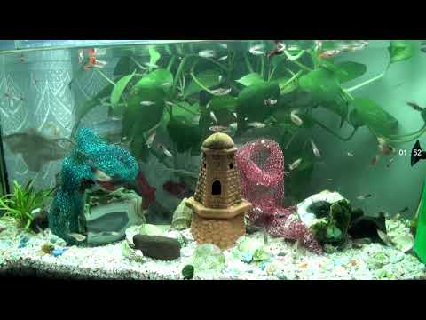 Aquarium guppies - Akvaryum lepisdes