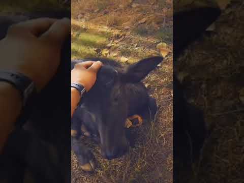 जय श्री कृष्ण ❤️❤️❤️❤️ #jayshreekrishna  #radhakrishna