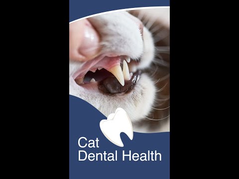 Dr. Asfandyar's Top Dental Health Tips for Cats! 🐱🦷 | My Pet Hospital