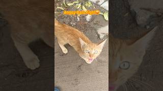 cat video ! cat voice ! cat sound ! cat meowing #shorts #short #youtubeshorts #cat #cats (part 22)