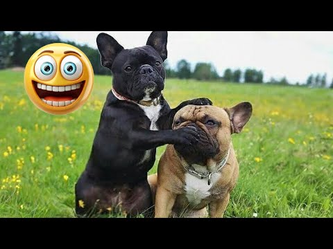 I dare you not to LAUGH at these FUNNY DOGS 😁🐶 - Best Funny Animals Videos 2024 part15