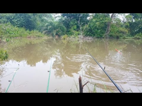 asal mancing || umpan udang