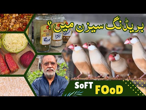 SOFT FOOD FOR JAVA SPARROWS AND LOVE BIRDS  | FAWN JAVA BREEDER | KBC