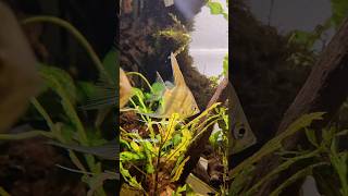 Angelfish Planted Aquarium 🌿🐟  #aquarium #aquariumlife #aquariumhobby #Angelfish #angelfishtank