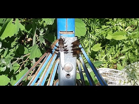 White Tail Sultry On The Rake