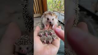 Cute Hedgehog Babies 🦔🦔🦔 #cutepet #cutehedgehog #aigenerated  #cuteshorts #funnyshorts