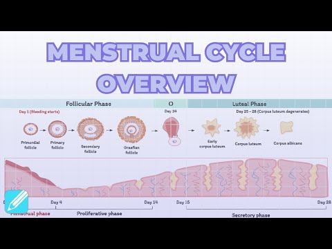 Ovulation & Menstrual Cycle Overview | Female Reproductive Cycle