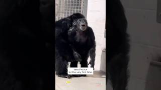 Chimp Freed From Testing Facility Gazes in Wonder at Sun #shorts