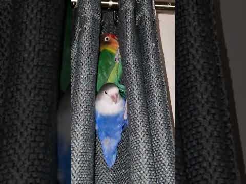 lovebird hiding