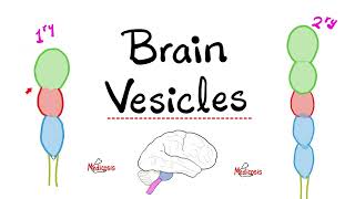 Brain Vesicles - Brain Development - Primary vs. Secondary Vesicles - Neuroanatomy and Embryology