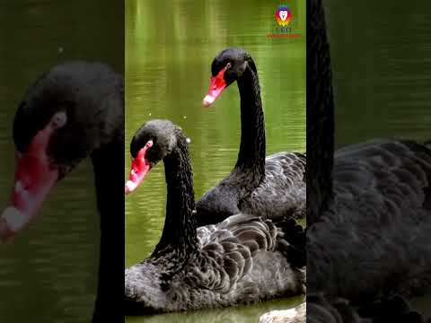 Swans: Symbol of Beauty #shorts #animal #swan