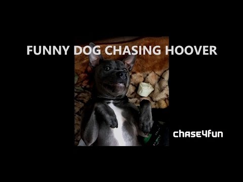 Awesome Dog Playing with hoover must see  funny dog video