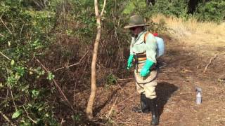 Basal Bark Treatment