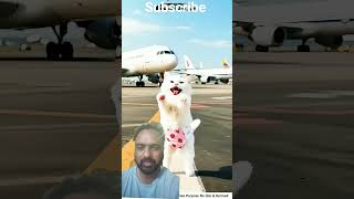 funny cat hijack plane