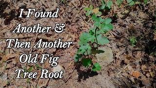 I Found Another & Then Another Old Fig Tree Root