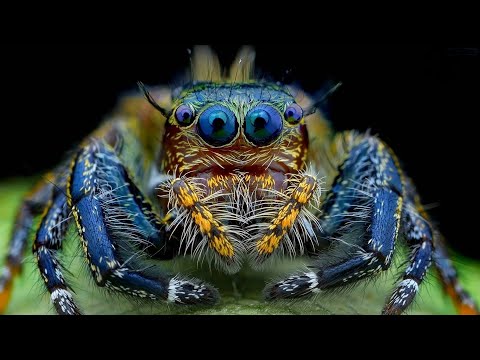 Everything You Need To Know About Spiders