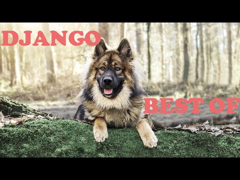 Eurasier Dog - Best of Django