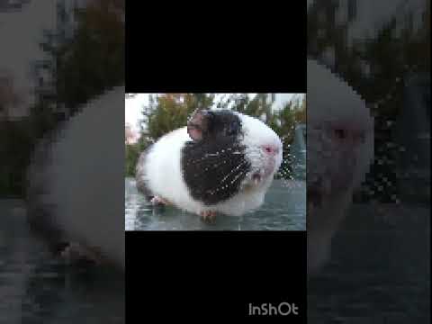 Cute little piggy | Also subscribe to @AwesomeGuineaPigWorld