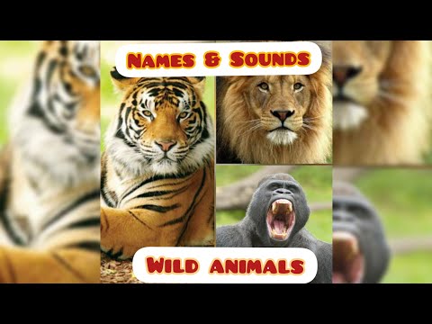 Animals sound #animals #kids #tiger #monkey #lion #animalssounds #trending #wildanimals