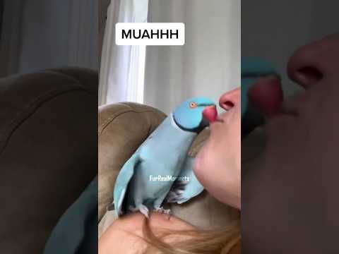Parrots Being Absolute Goofballs 😂 | Funny & Cute Parrot Moments #shorts