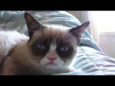 Sleepy Grumpy Cat!